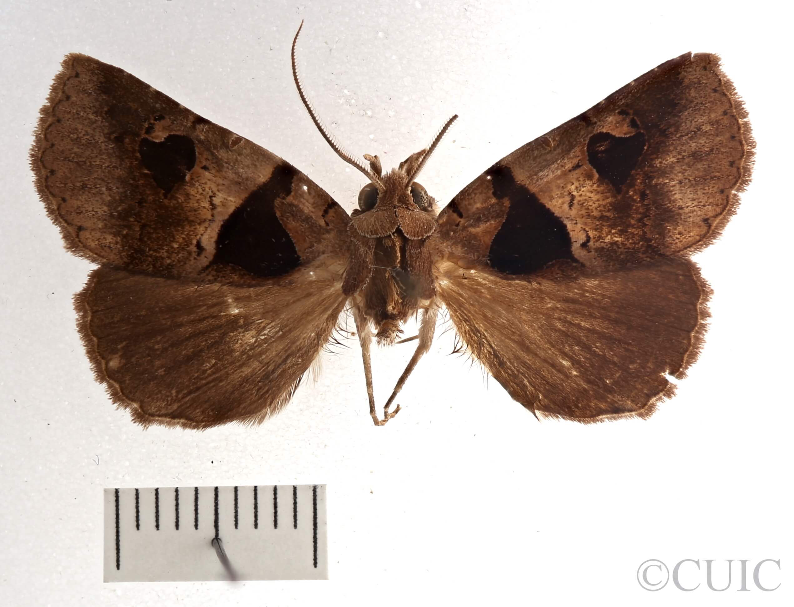 dorsal view of adult Athyrma floridana n. sp.