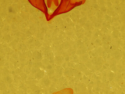 genitalia view of adult Athyrma floridana n. sp.