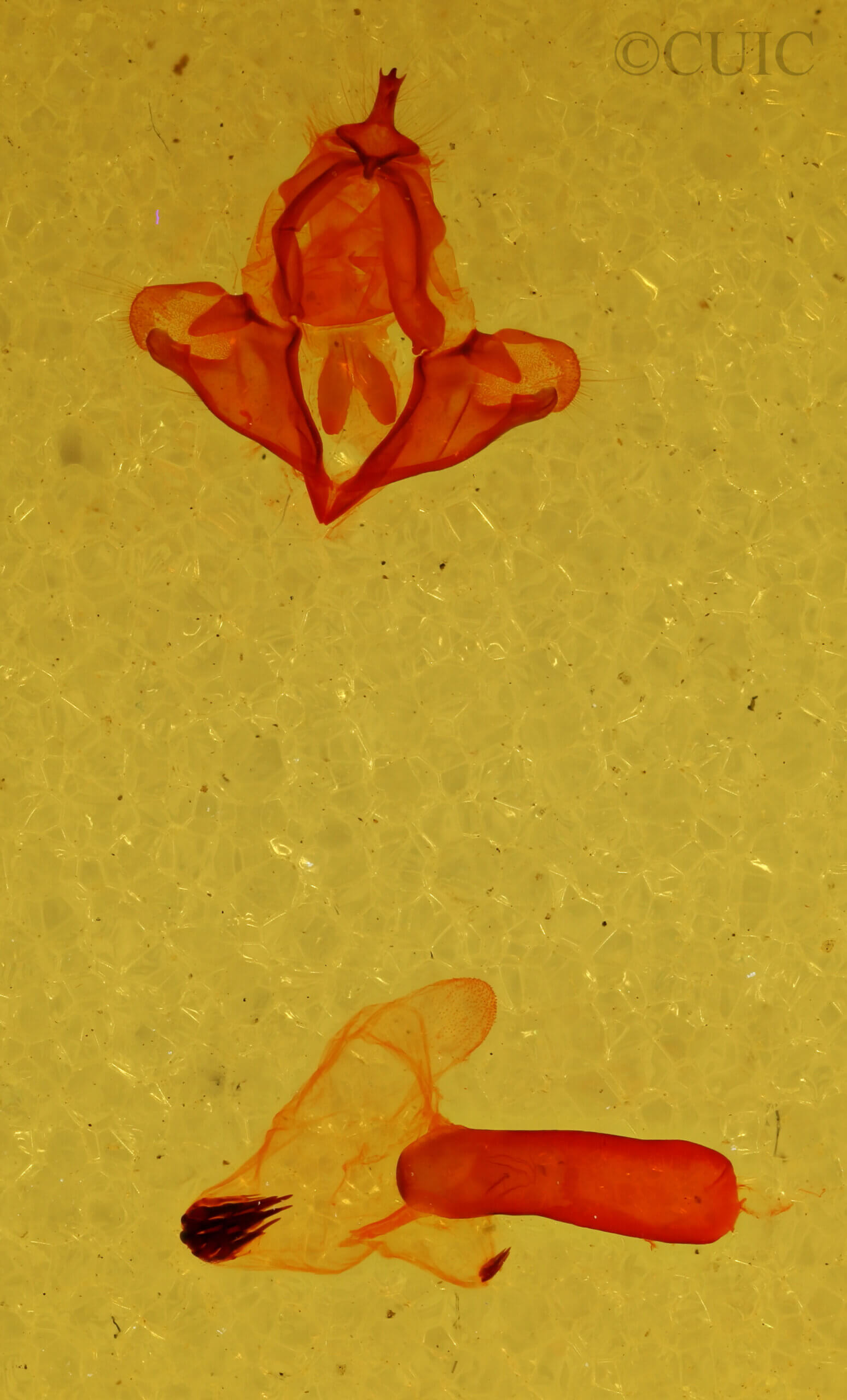 genitalia view of adult Athyrma floridana n. sp.