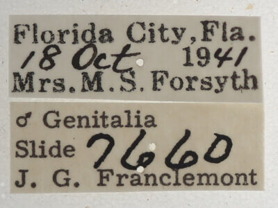 label view of adult Athyrma floridana n. sp.