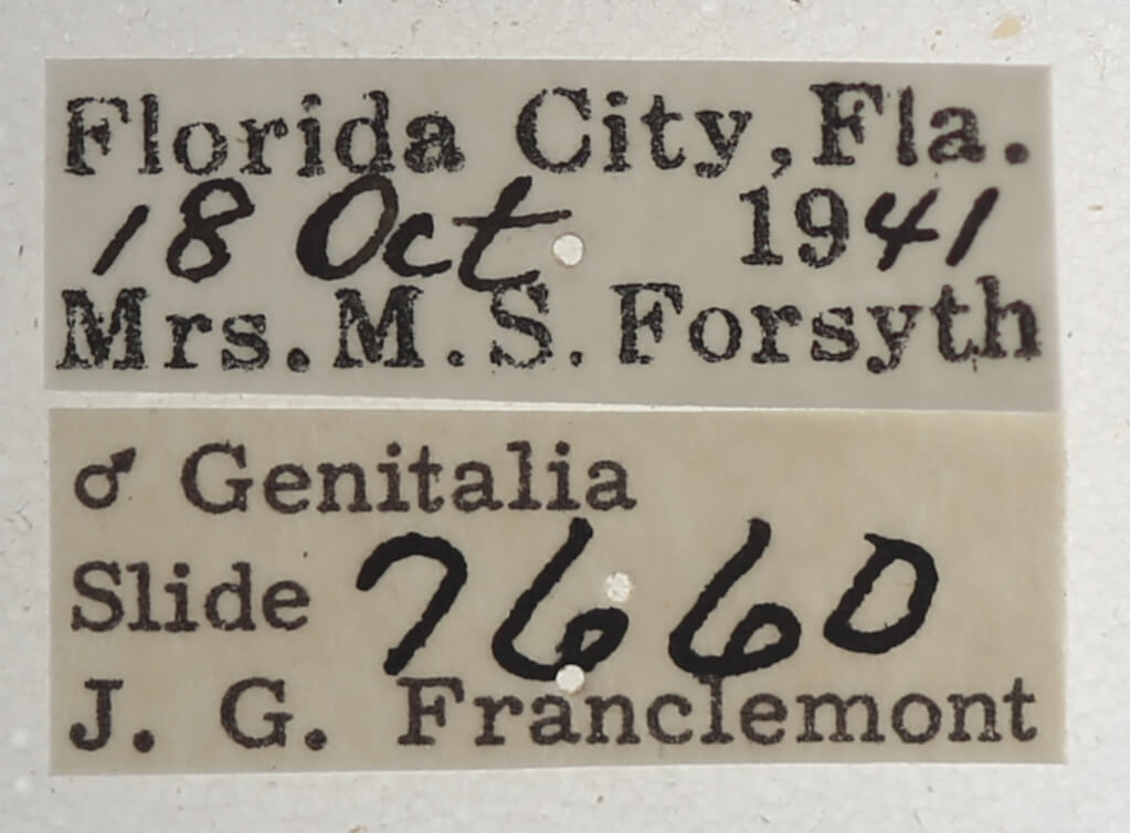 label view of adult Athyrma floridana n. sp.