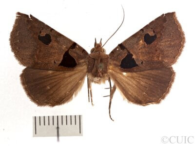 dorsal view of adult Athyrma floridana n. sp.