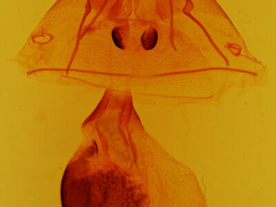 genitalia view of adult Athyrma floridana n. sp.