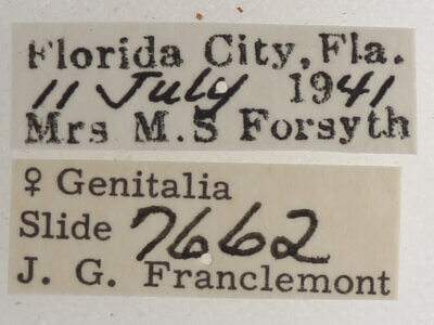 label view of adult Athyrma floridana n. sp.