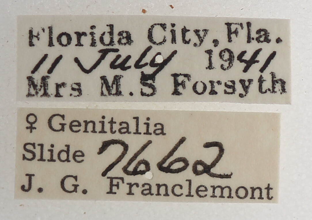 label view of adult Athyrma floridana n. sp.