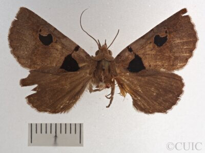 dorsal view of adult Athyrma ciboney