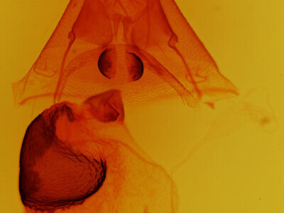 genitalia view of adult Athyrma ciboney