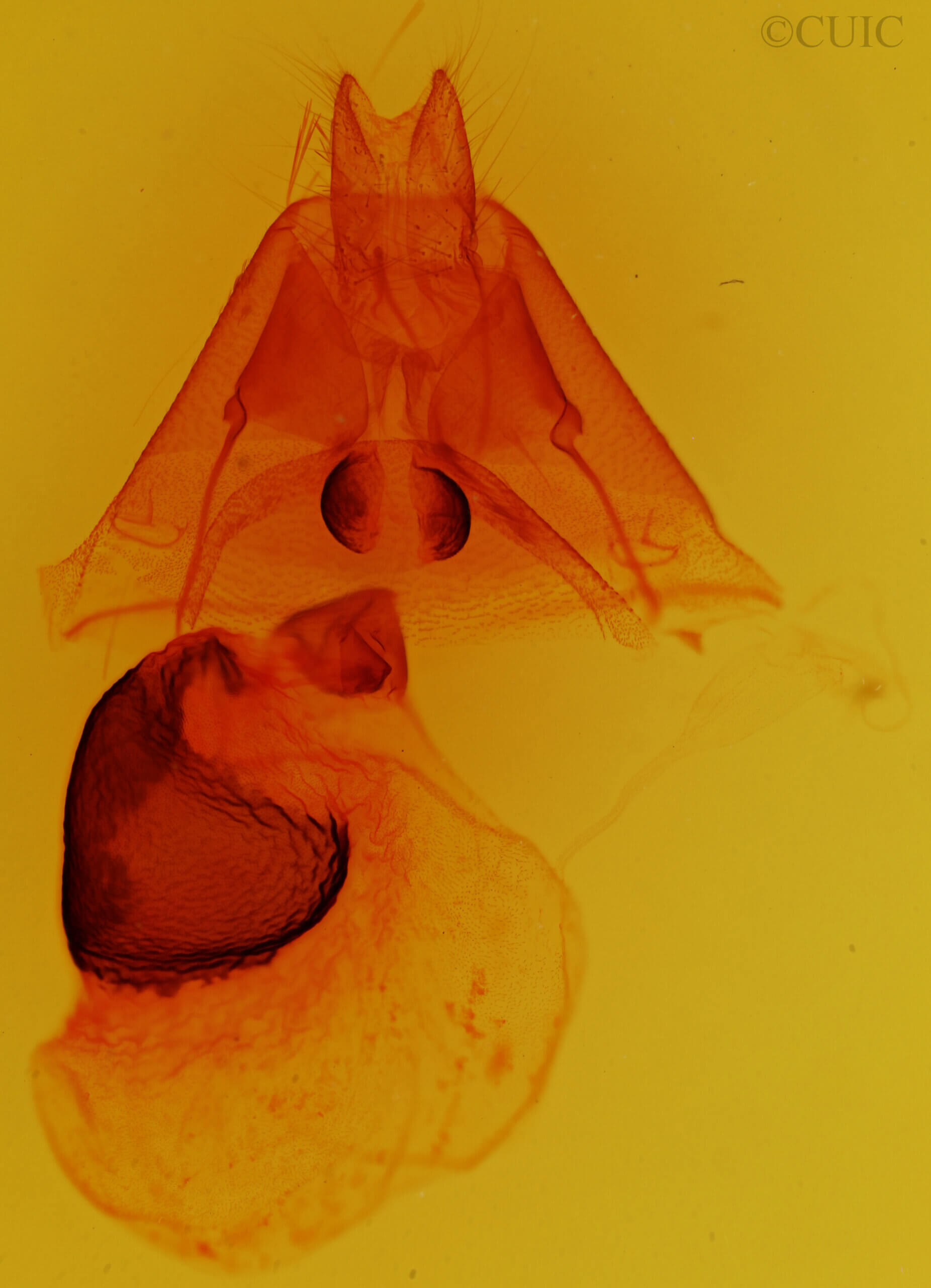 genitalia view of adult Athyrma ciboney