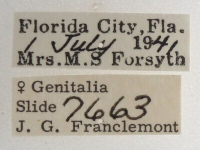 label view of adult Athyrma ciboney