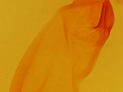 genitalia view of adult Psectrotarsia suavis