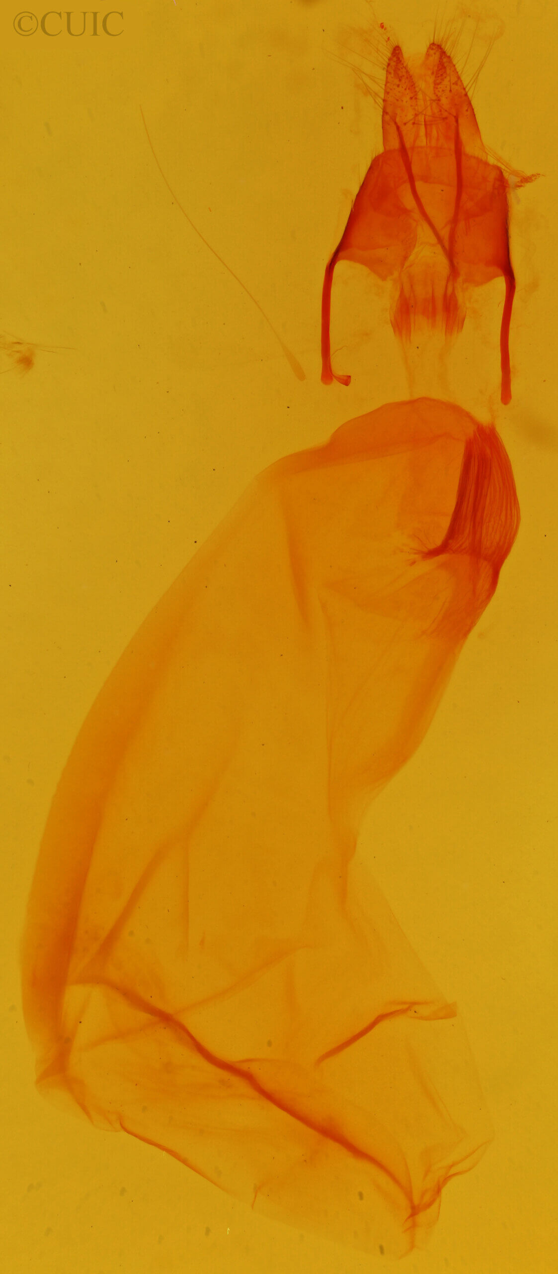 genitalia view of adult Psectrotarsia suavis