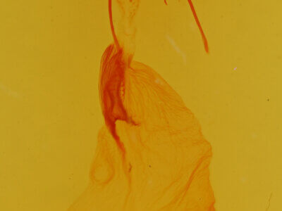 genitalia view of adult Psectrotarsia hebardi