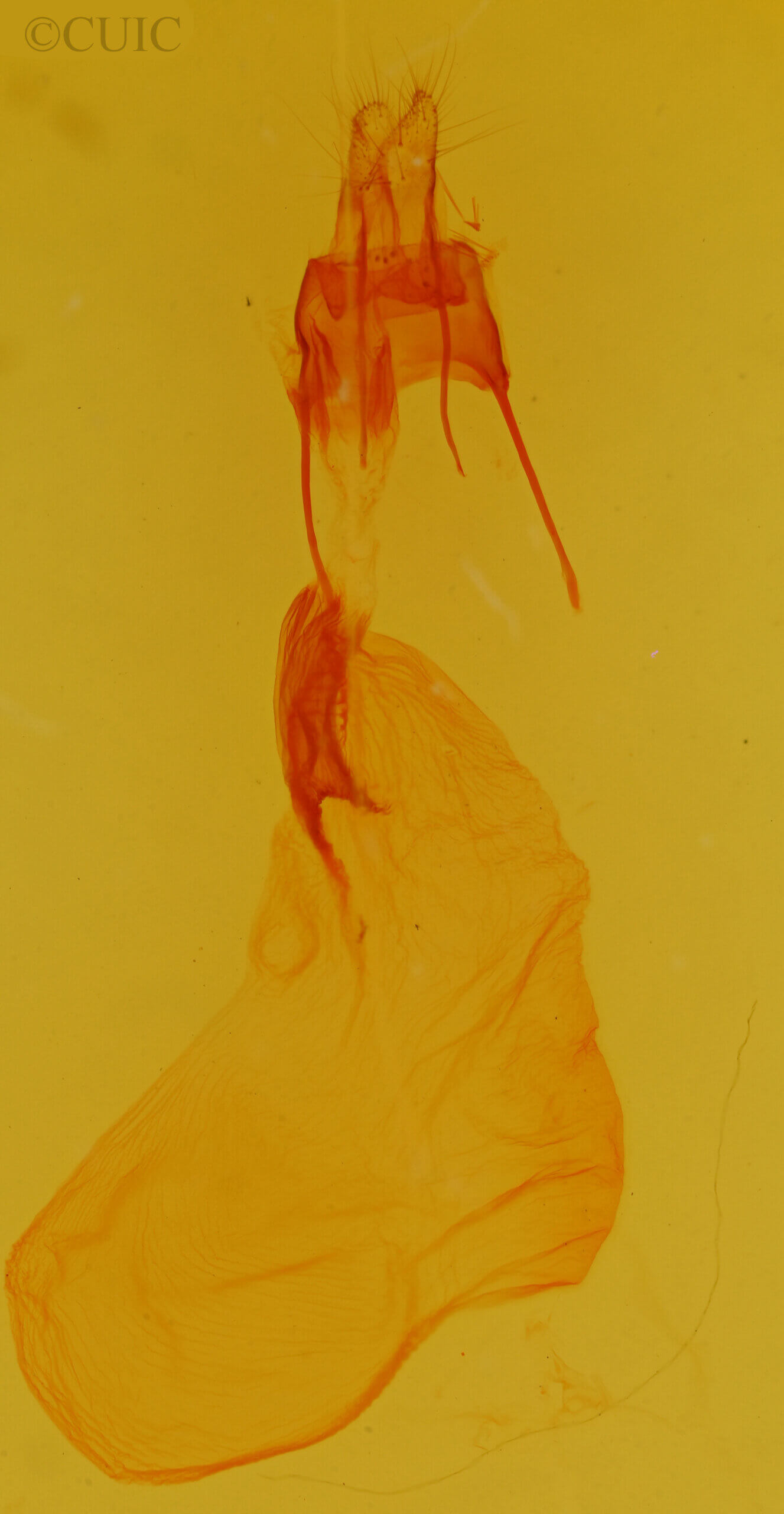 genitalia view of adult Psectrotarsia hebardi