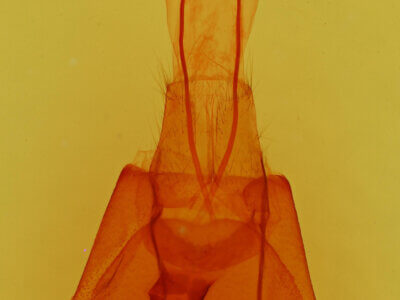 genitalia view of adult Cissusa mucronata