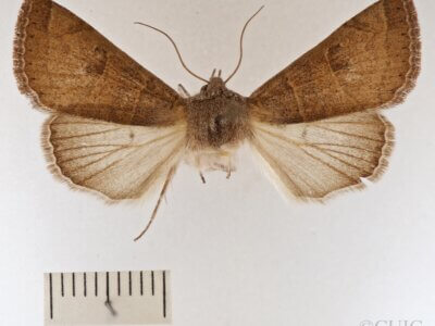 dorsal view of adult Cissusa mucronata