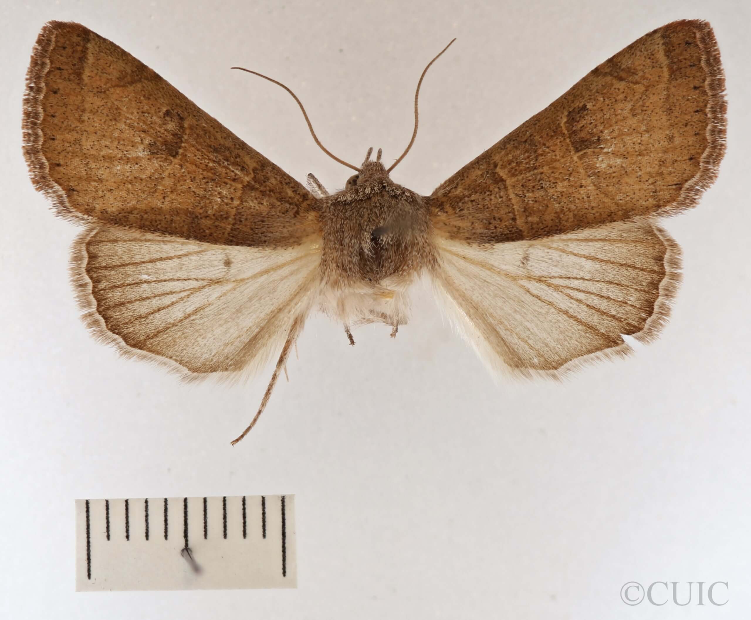 dorsal view of adult Cissusa mucronata