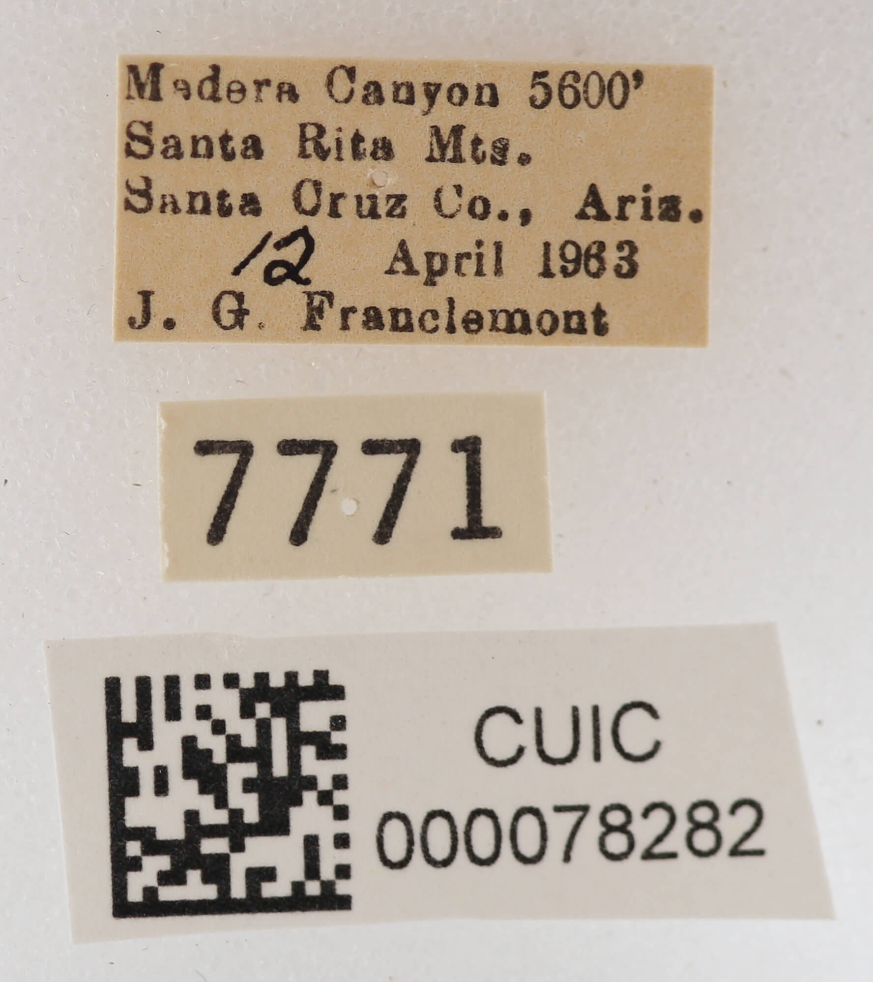 label view of adult Cissusa mucronata