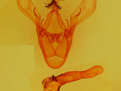 genitalia view of adult Cissusa sp.