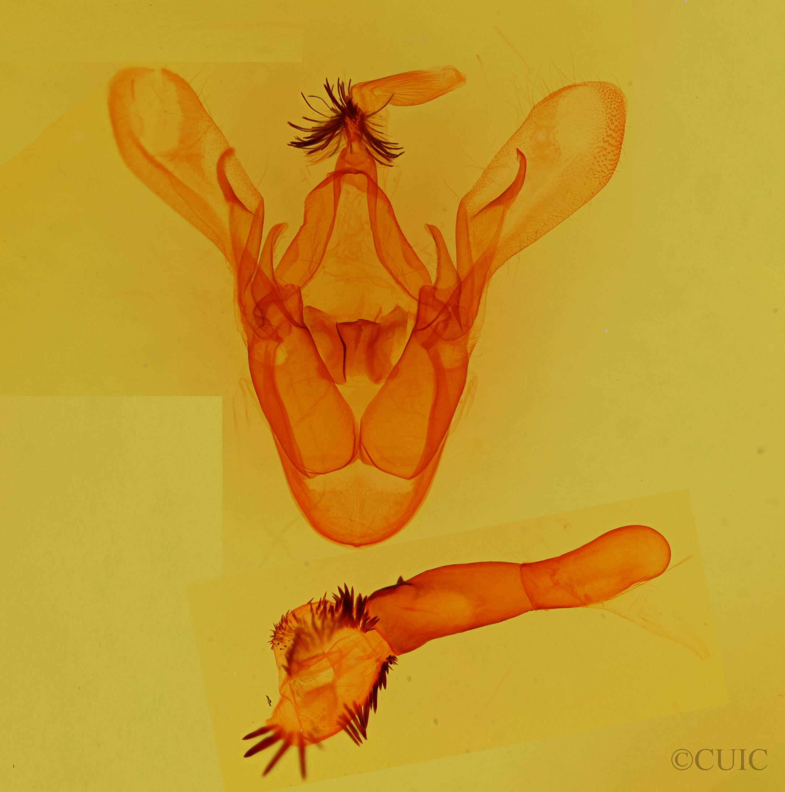 genitalia view of adult Cissusa sp.