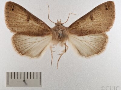 dorsal view of adult Cissusa sp.