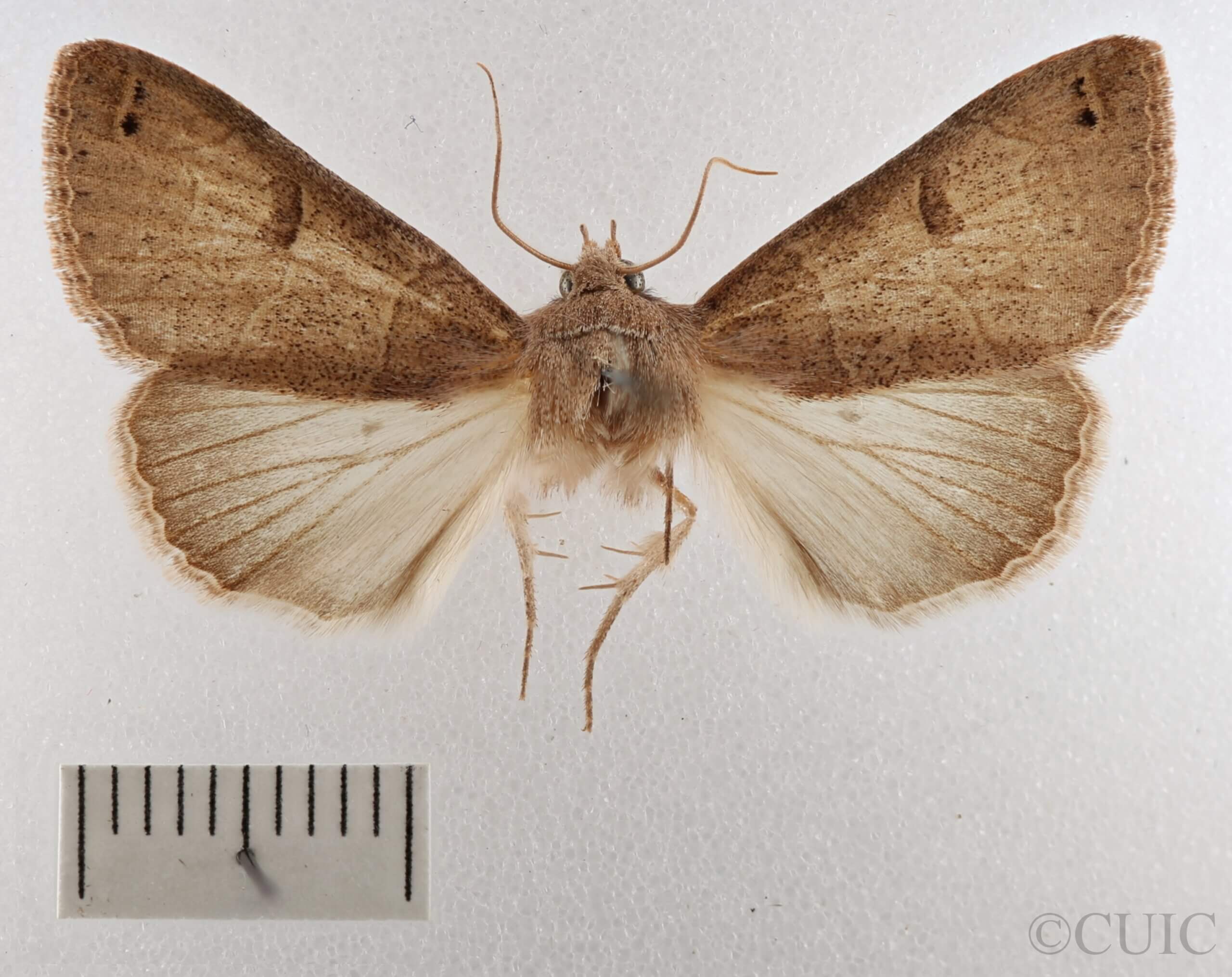 dorsal view of adult Cissusa sp.