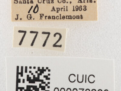 label view of adult Cissusa sp.