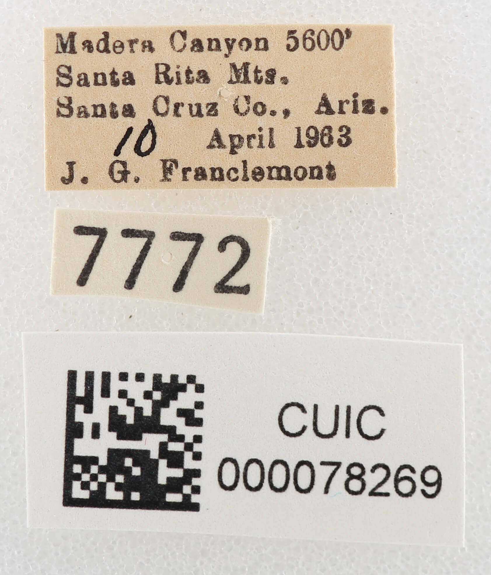 label view of adult Cissusa sp.