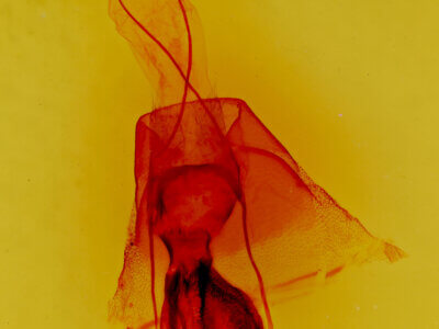 genitalia view of adult Cissusa sp.
