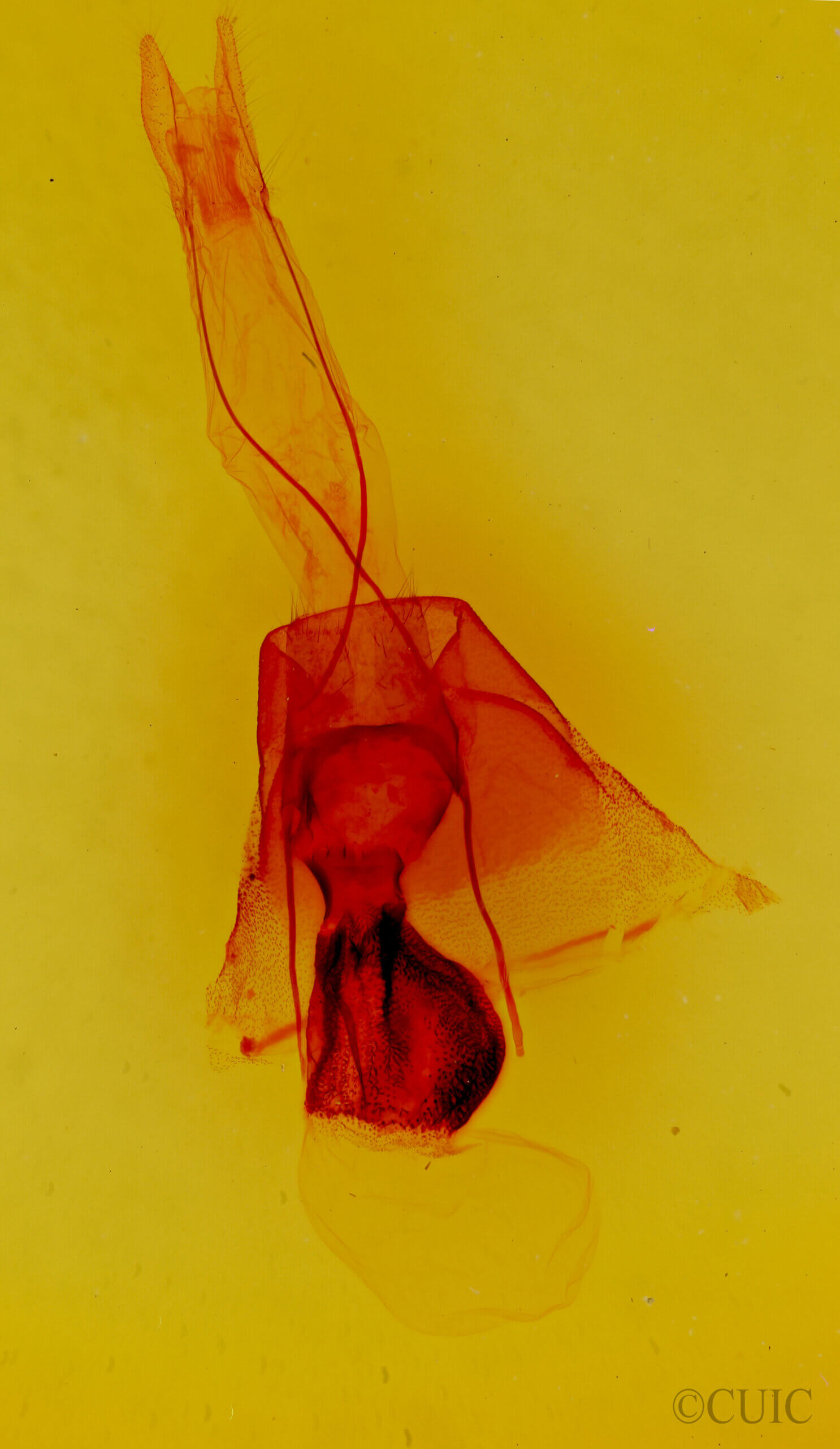 genitalia view of adult Cissusa sp.