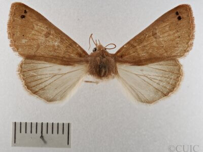 dorsal view of adult Cissusa sp.