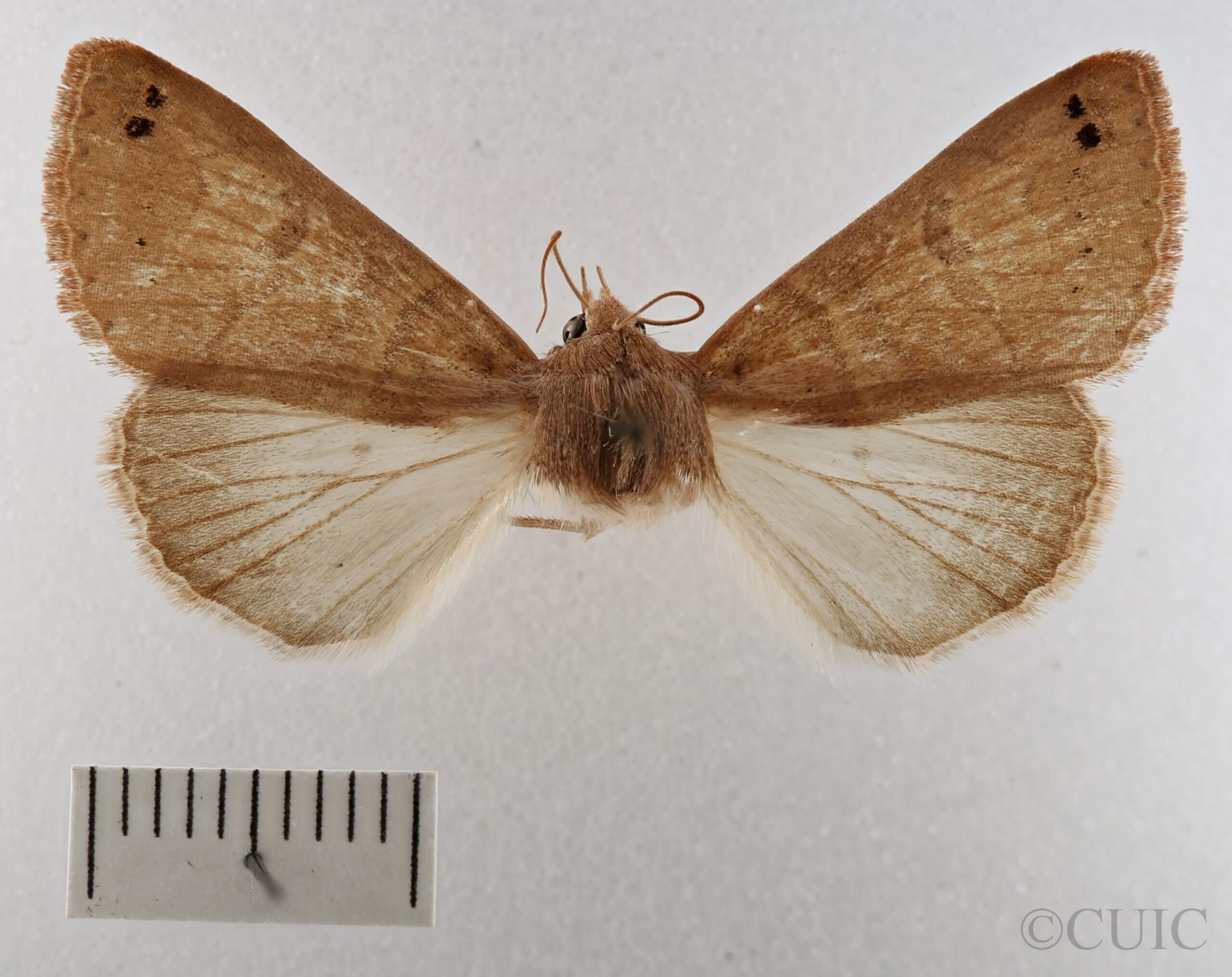 dorsal view of adult Cissusa sp.