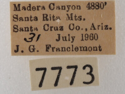 label view of adult Cissusa sp.