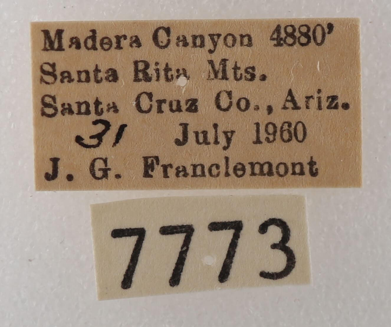 label view of adult Cissusa sp.