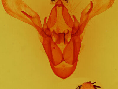 genitalia view of adult Cissusa sp.