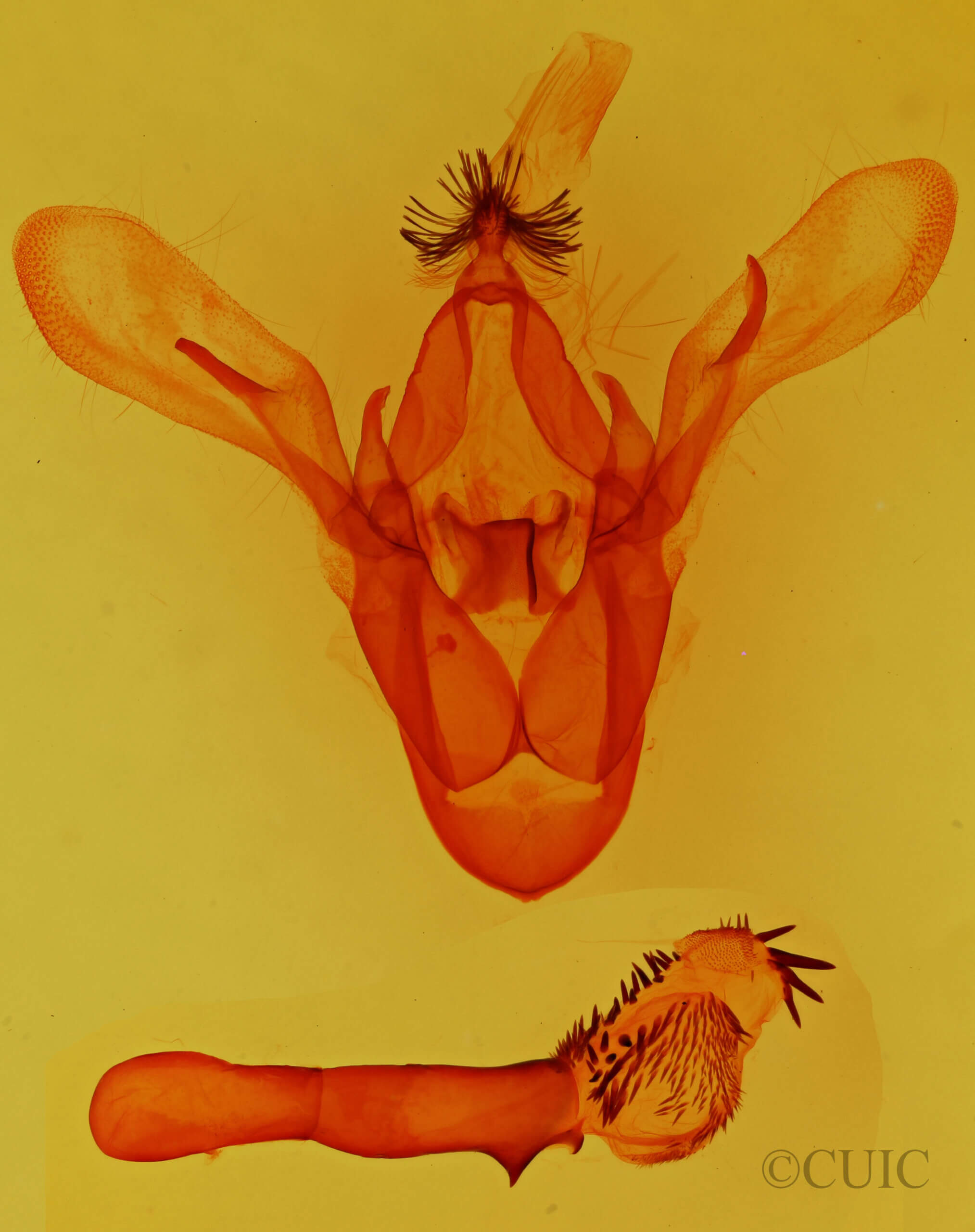 genitalia view of adult Cissusa sp.