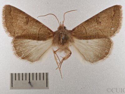 dorsal view of adult Cissusa sp.