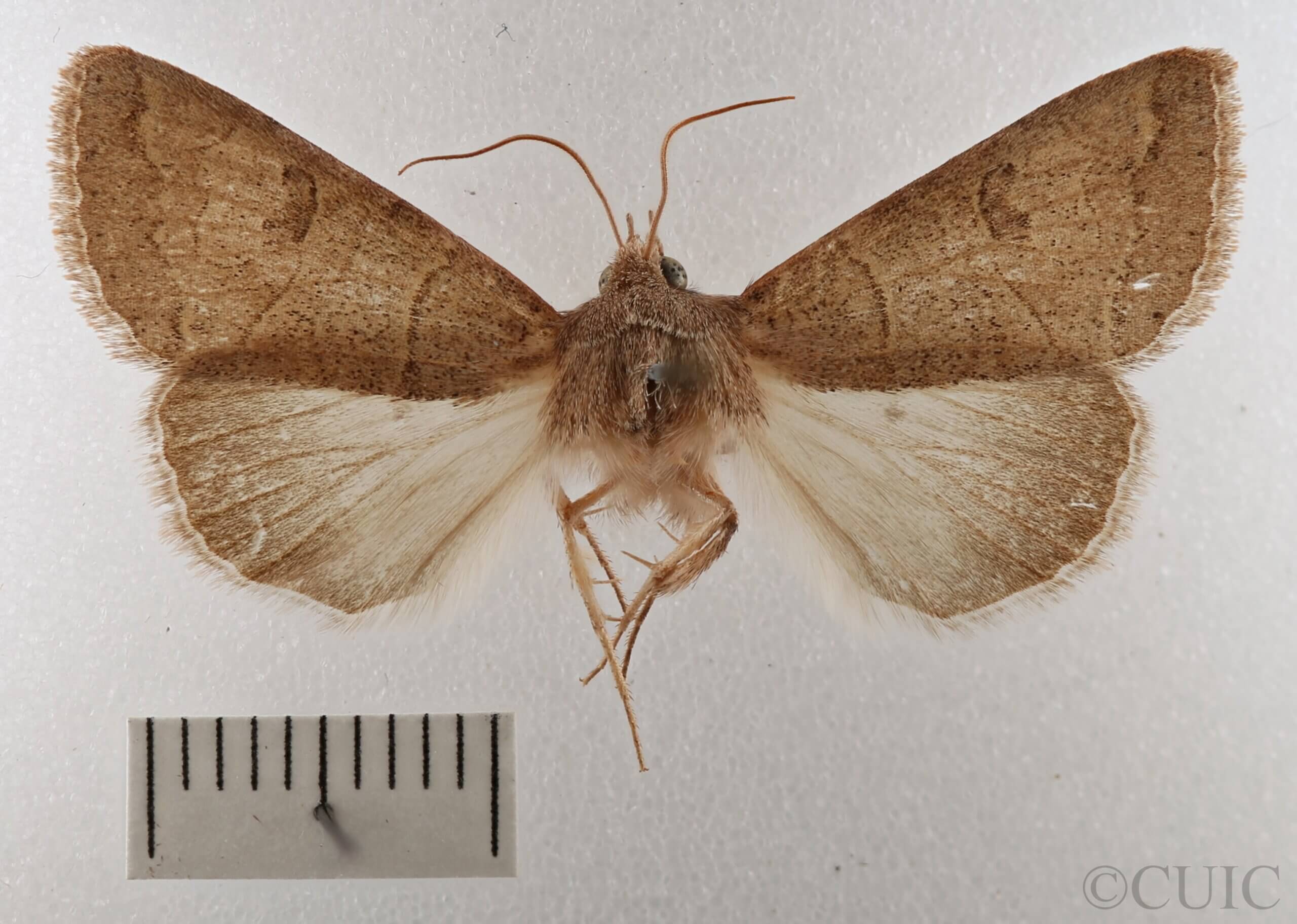 dorsal view of adult Cissusa sp.