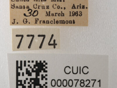 label view of adult Cissusa sp.