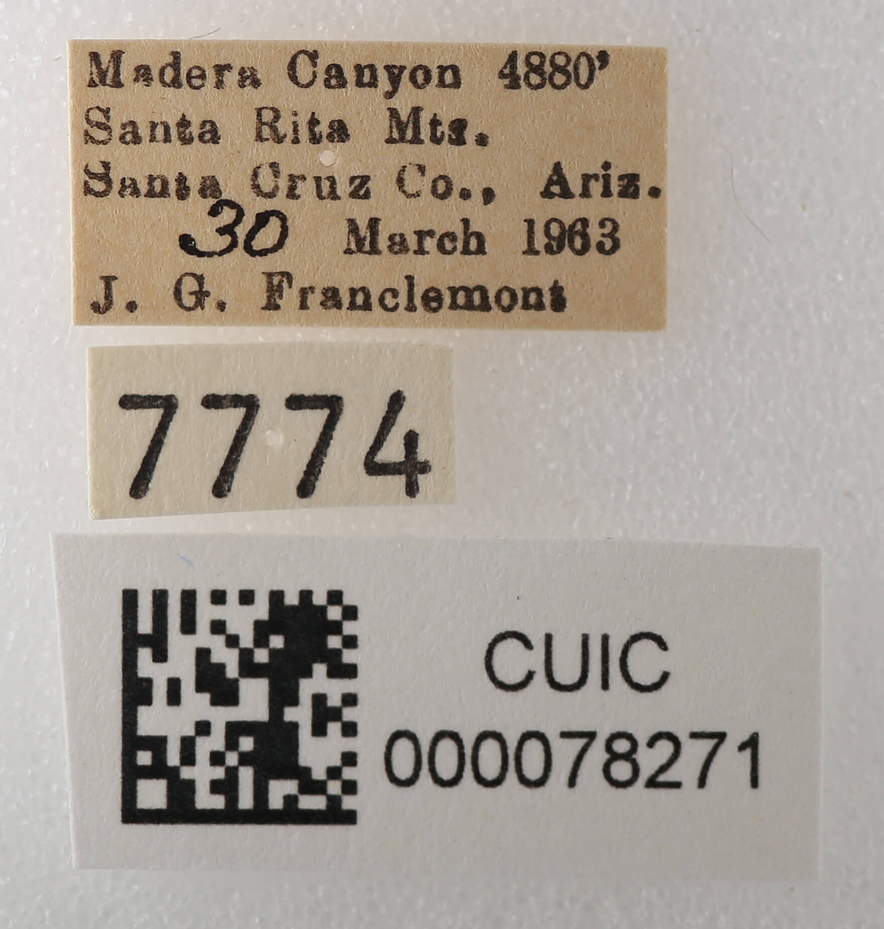 label view of adult Cissusa sp.