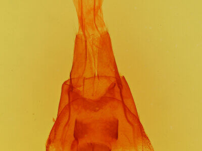genitalia view of adult Cissusa sp.