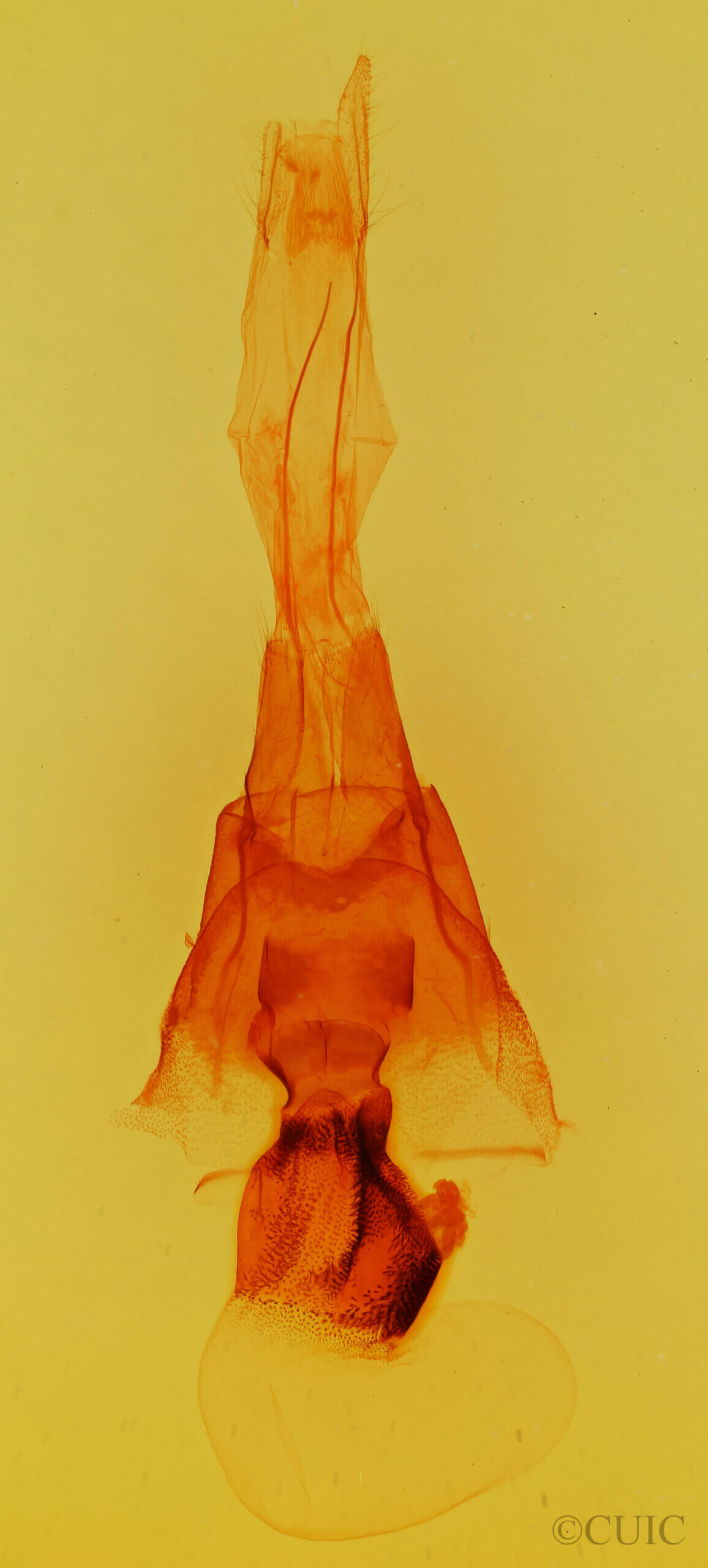 genitalia view of adult Cissusa sp.
