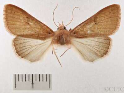 dorsal view of adult Cissusa sp.