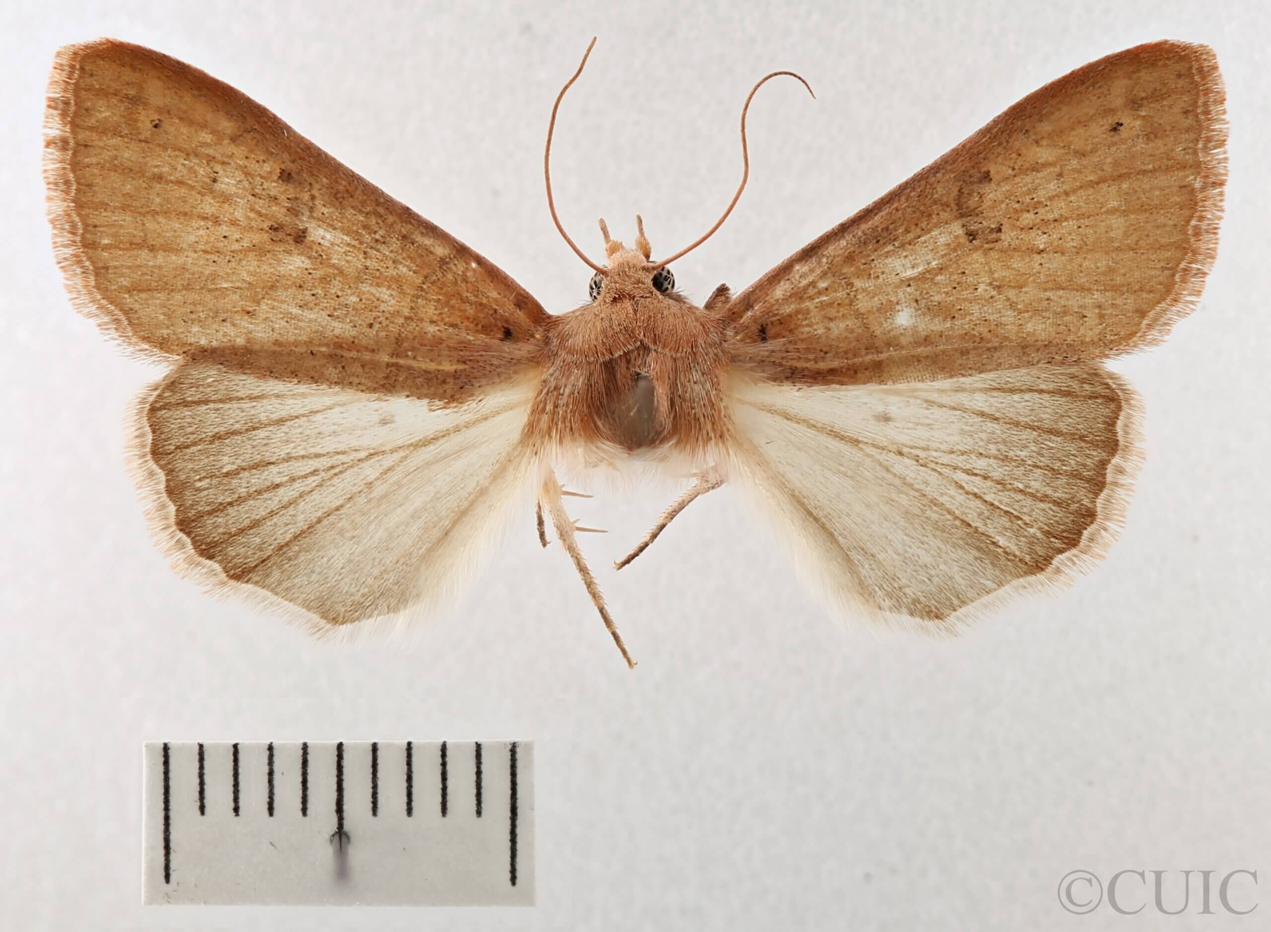 dorsal view of adult Cissusa sp.