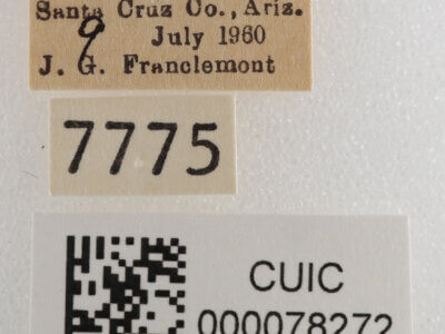 label view of adult Cissusa sp.