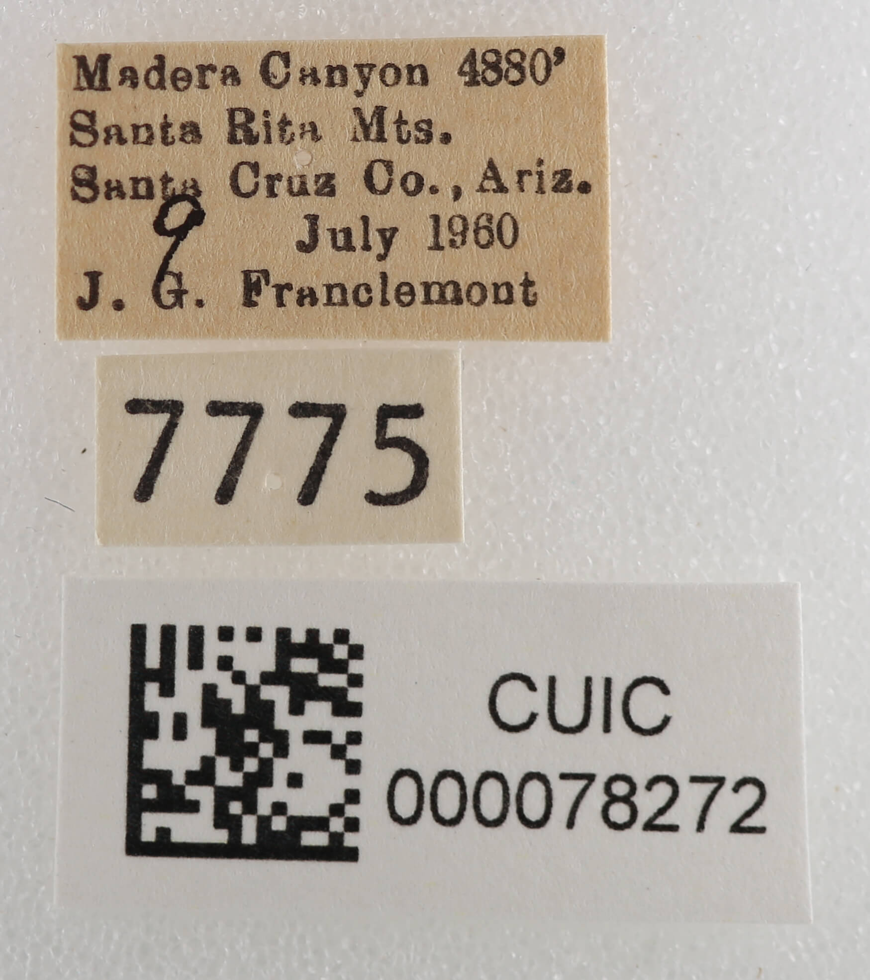 label view of adult Cissusa sp.