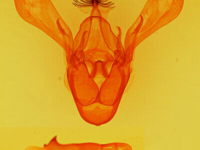 genitalia view of adult Cissusa spadix