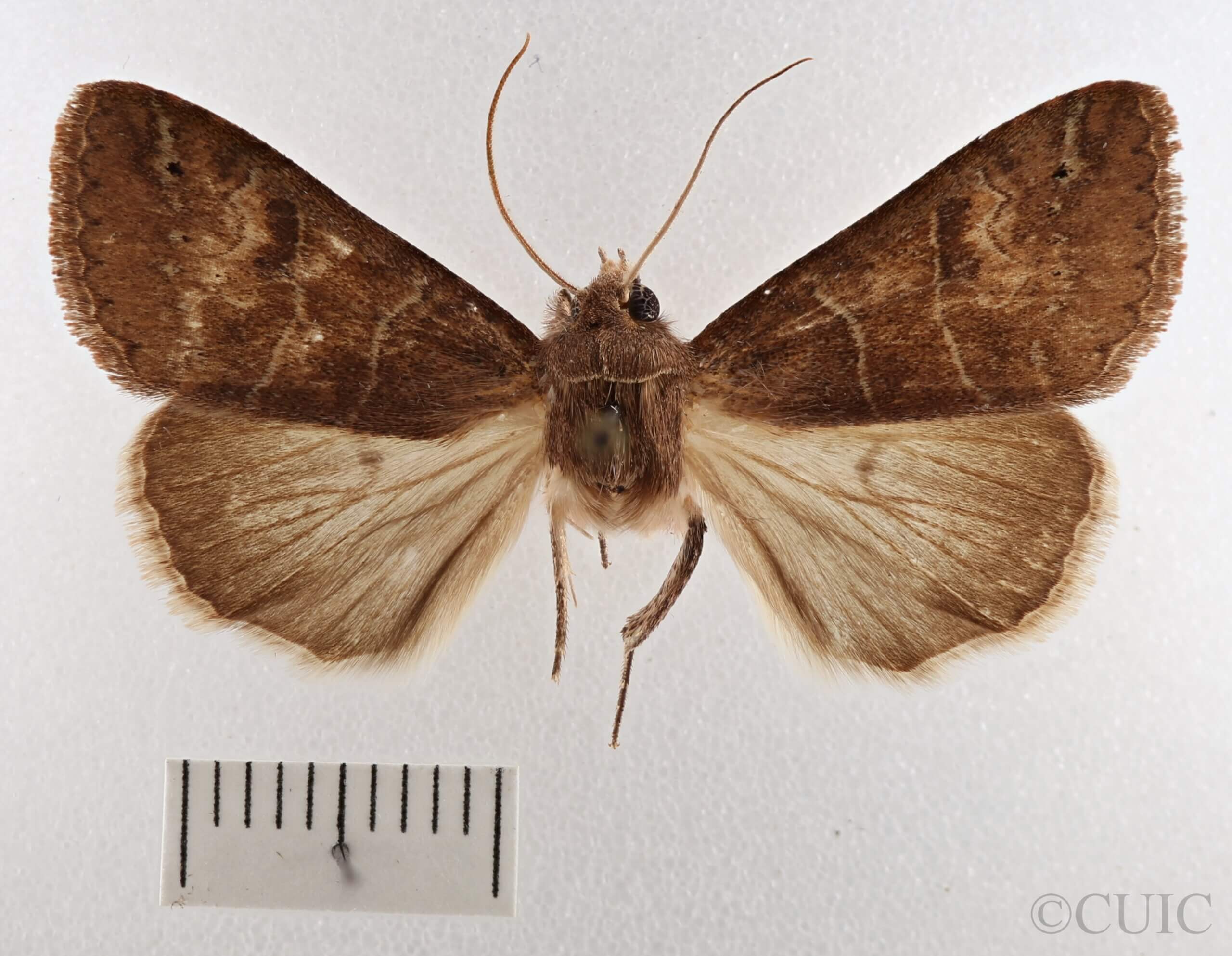 dorsal view of adult Cissusa spadix