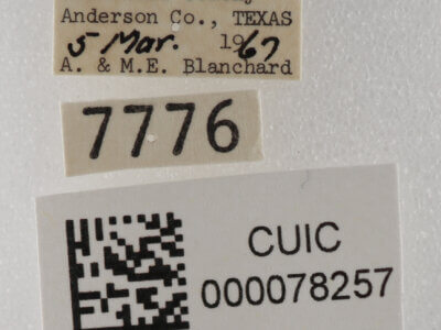 label view of adult Cissusa spadix
