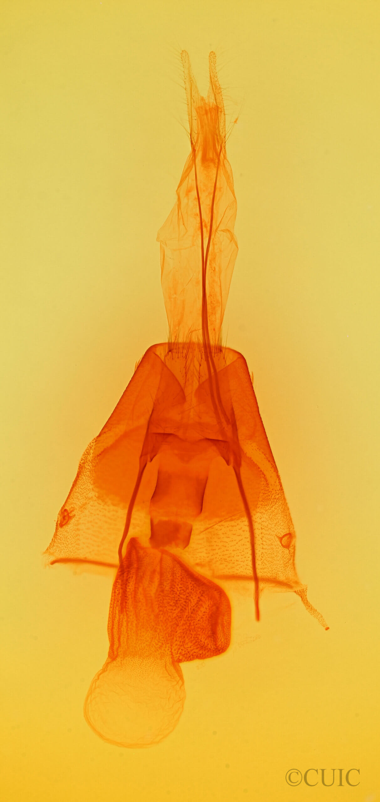 genitalia view of adult Cissusa spadix