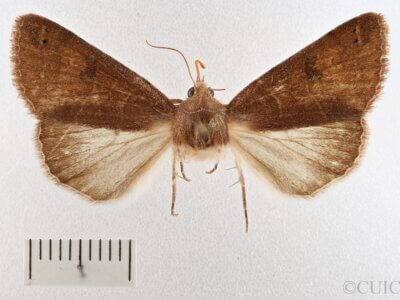 dorsal view of adult Cissusa spadix